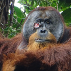 Orangutan sam leczy swoją ranę